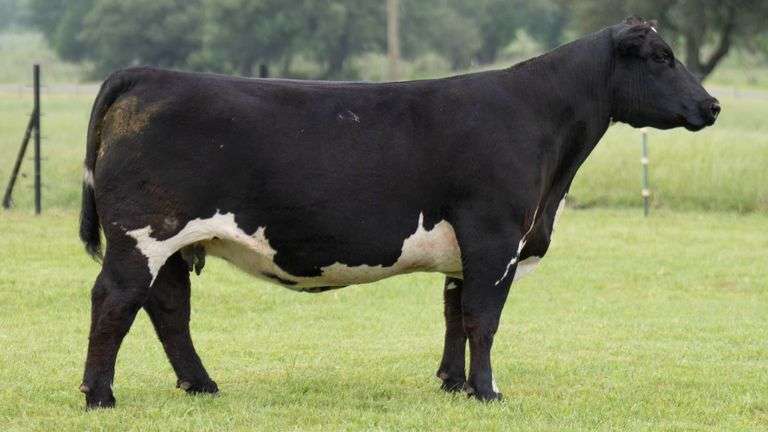 JACKSON 45 COW