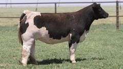 PRIEST 972 BRED HEIFER