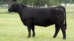 JACKSON 258K COW