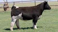 PRIEST 2225 BRED HEIFER