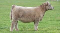 8035 EMBRYOS