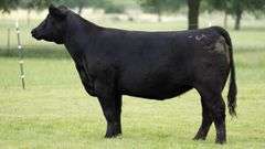 JACKSON 2763G COW