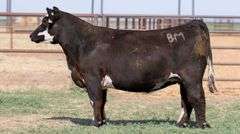 BM H7 BRED HEIFER