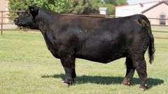 NEWMAN 7024 COW