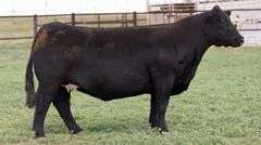 PRIEST 701E  COW