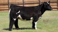 FLOYD W878 HEIFER