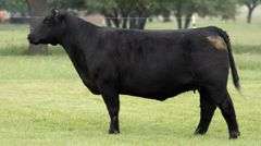 JACKSON 121 G COW