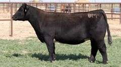 BM H5 BRED HEIFER