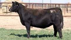 BM H6 BRED HEIFER