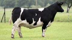 JACKSON 1E COW