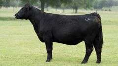 JACKSON 26 COW