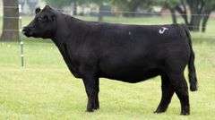 JACKSON 69 COW