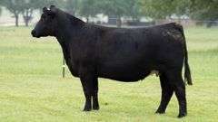 JACKSON 3867 COW