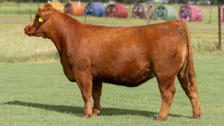 TAG 9750 BRED HEIFER