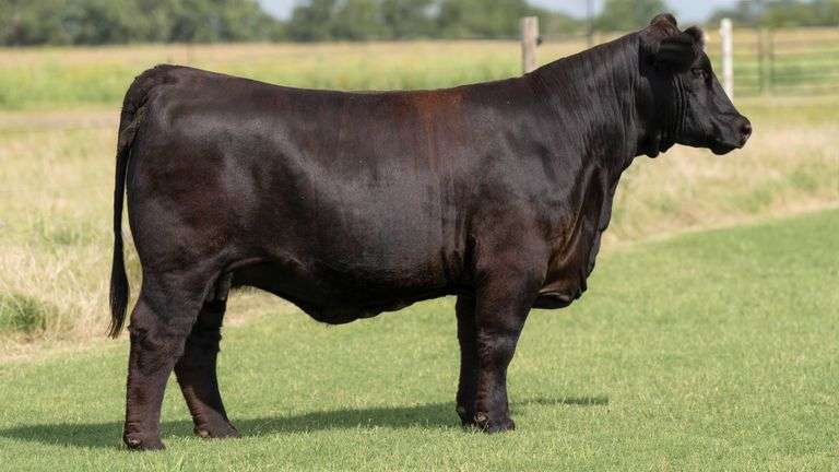 TAG 24X BRED HEIFER