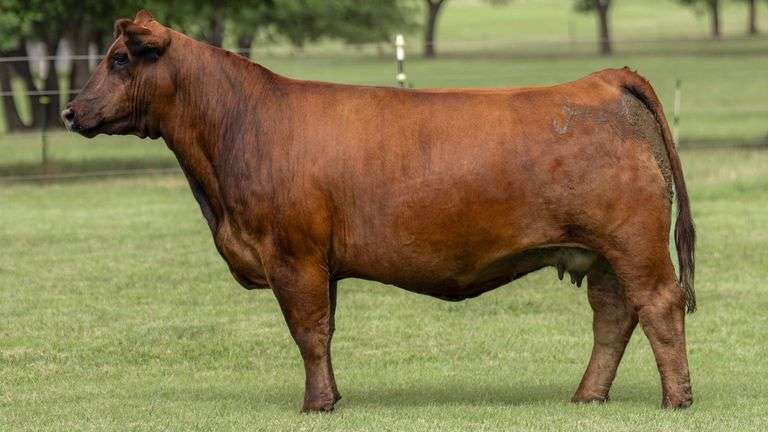 TAG 2848 BRED COW