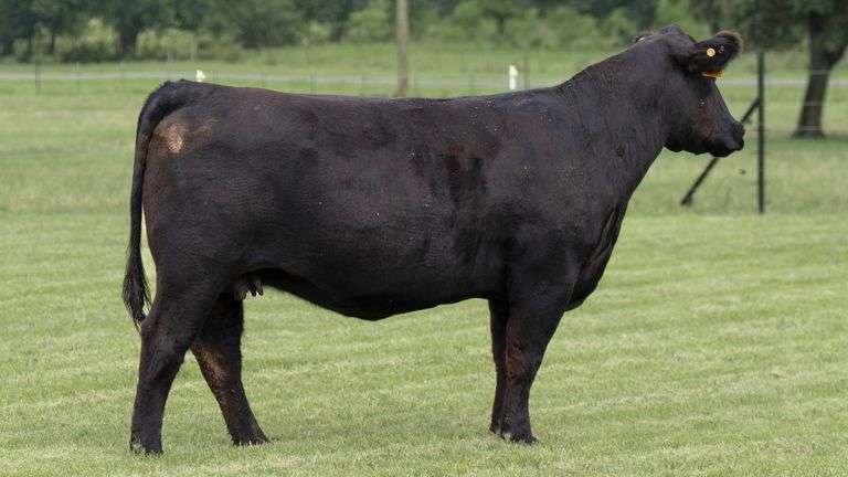 TAG 901J BRED COW