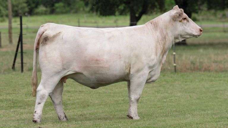 TAG 3369 BRED HEIFER