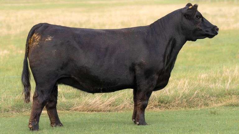 TAG 6631 BRED HEIFER