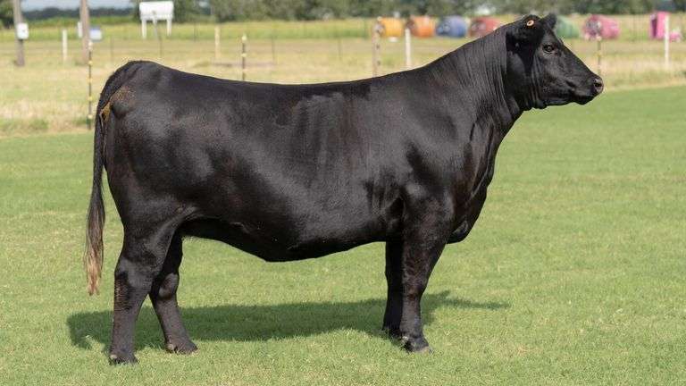 TAG R65 BRED HEIFER