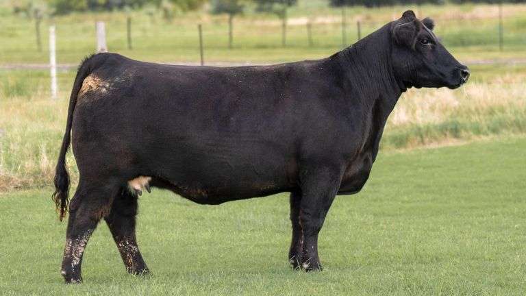 TAG 999 BRED HEIFER