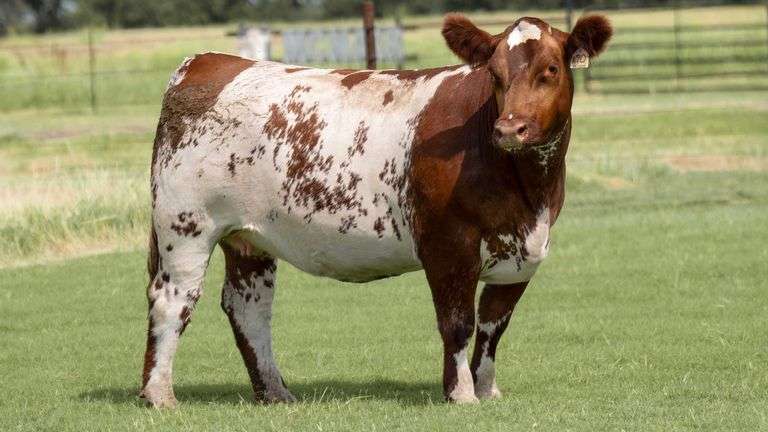 TAG R70 BRED HEIFER