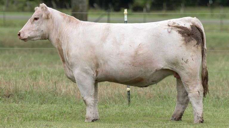 TAG 8cw BRED COW