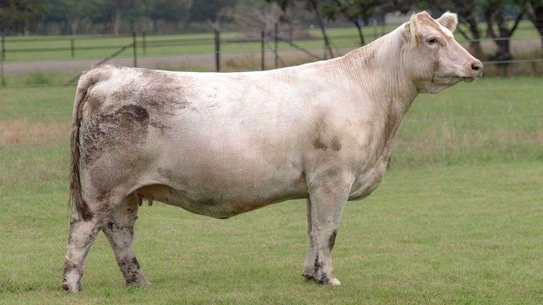 TAG 122BS BRED COW