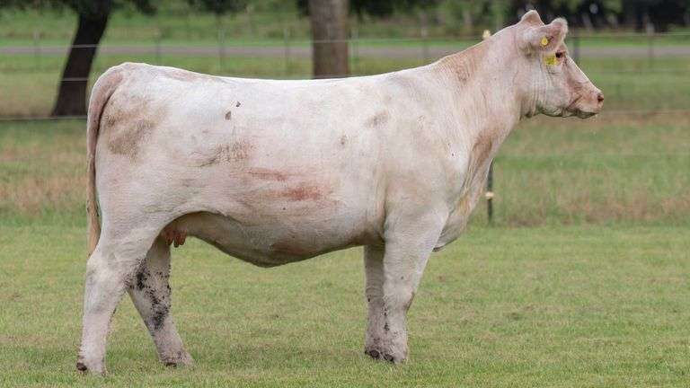 TAG 111J BRED HEIFER