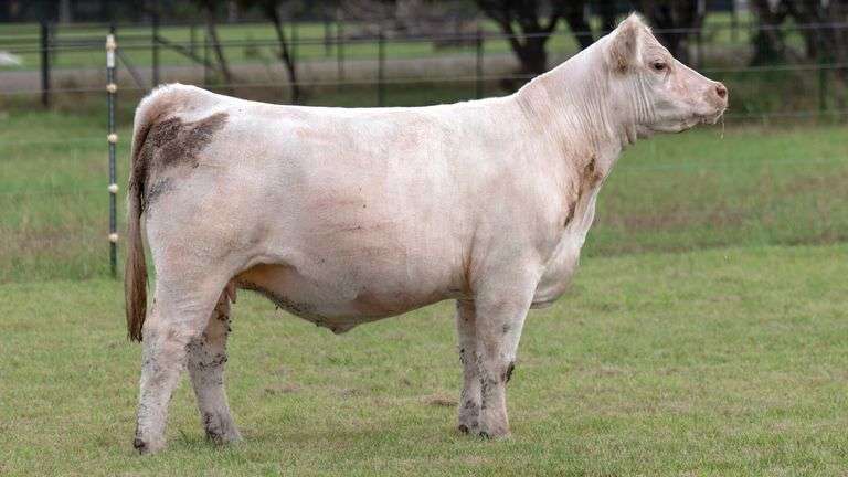 TAG 3423 BRED HEIFER