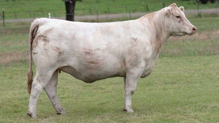 TAG 3371 BRED HEIFER