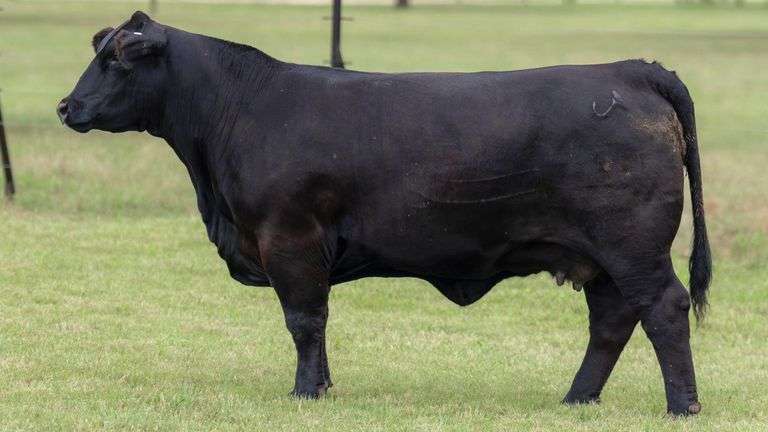 TAG 996J BRED HEIFER