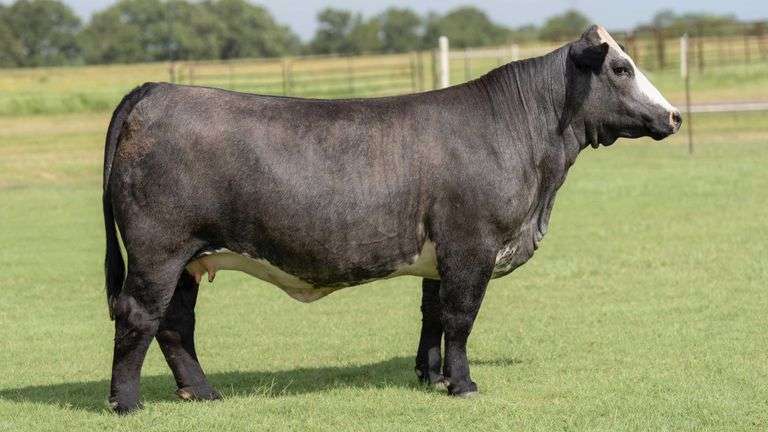TAG B12 BRED HEIFER
