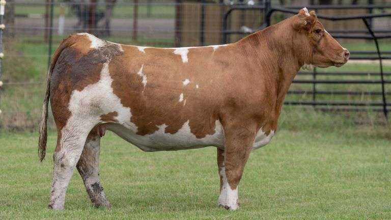 TAG 3452 BRED HEIFER