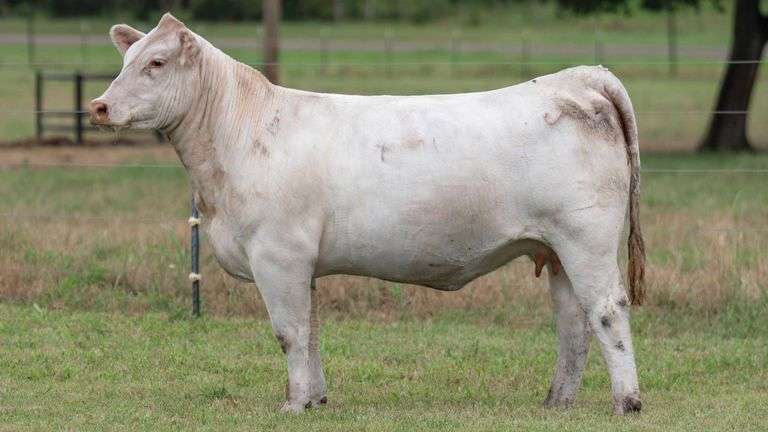 TAG 3497 BRED HEIFER