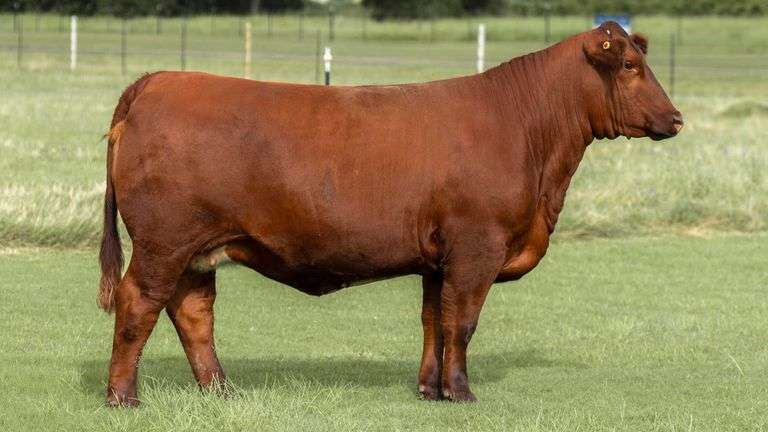 TAG 2126 BRED HEIFER