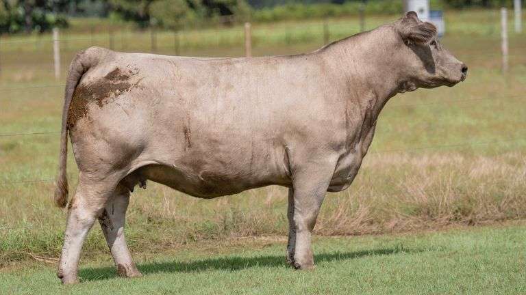 TAG 2208 BRED HEIFER