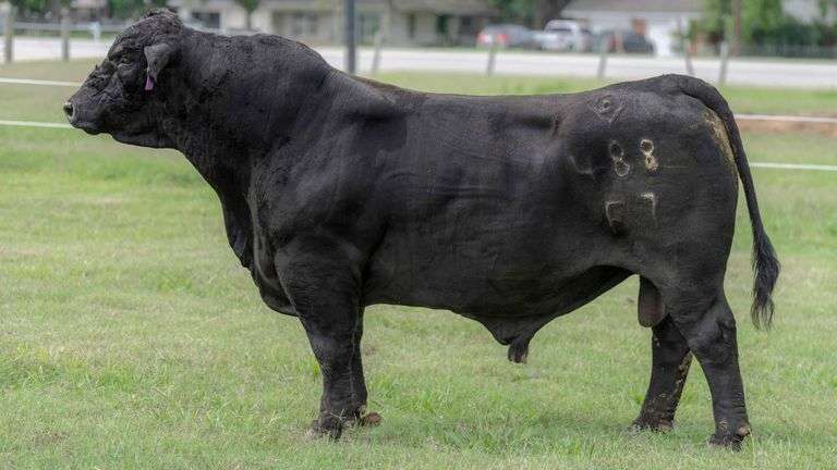5 UNITS OF SAVAGE SEMEN