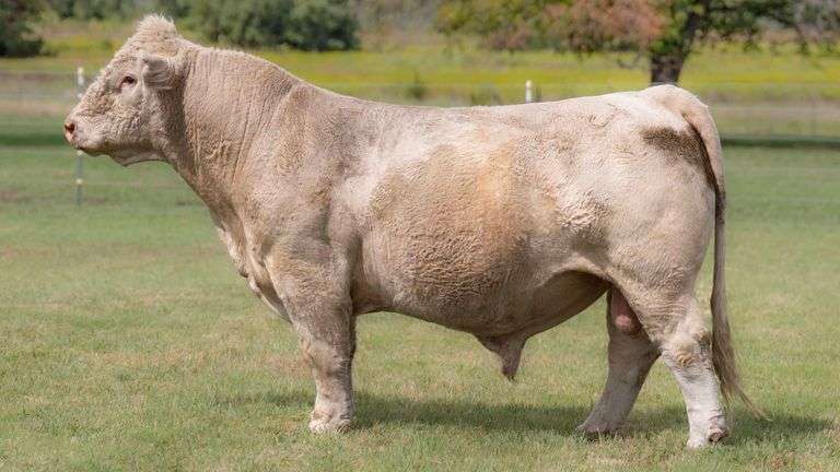 SEXED PURE SUGAR SEMEN