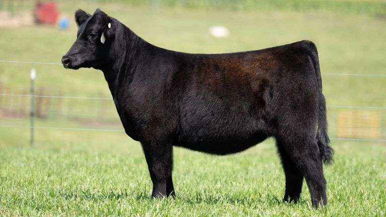TAG 123 HEIFER