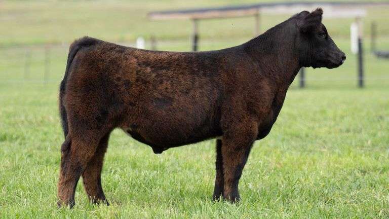 TAG 110 STEER