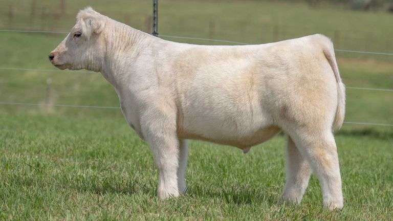 TAG 118 STEER