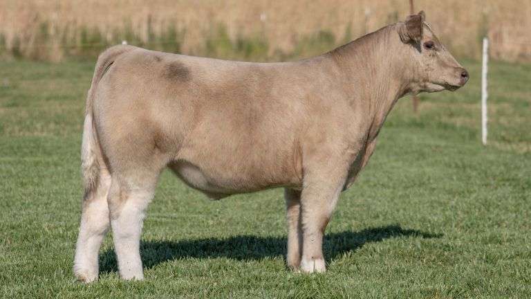 TAG 255 STEER