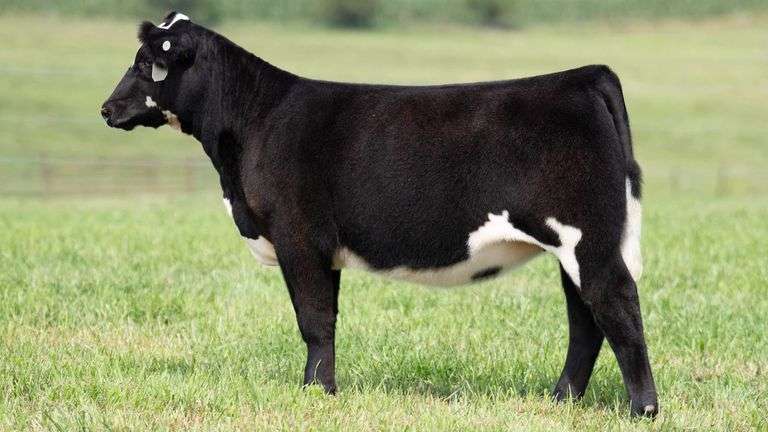 TAG 124 HEIFER