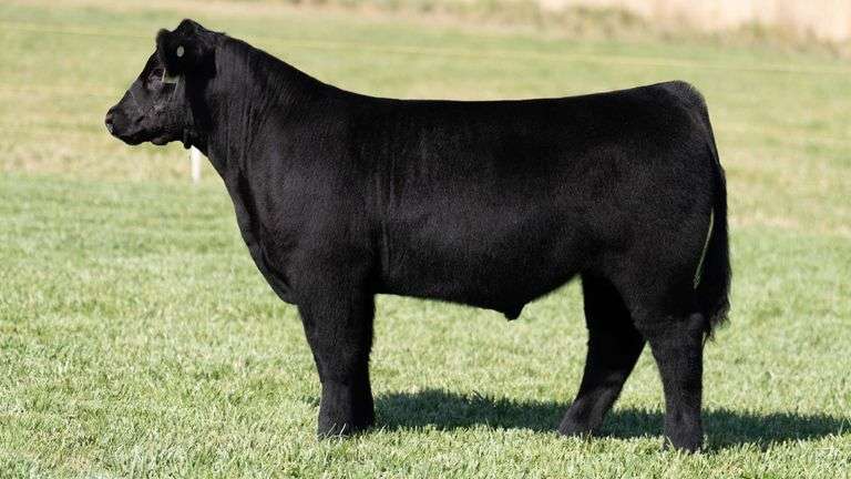 TAG 303 STEER