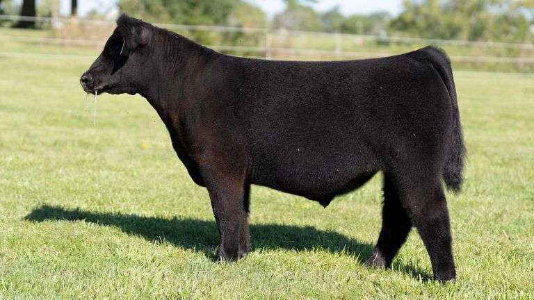 TAG 58 STEER