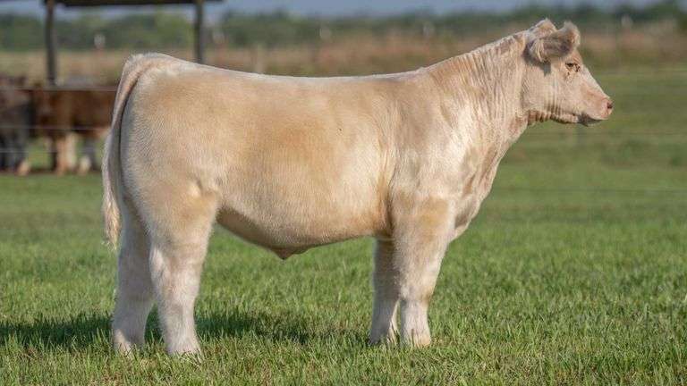 TAG 142 STEER