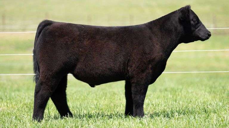 TAG 140 STEER