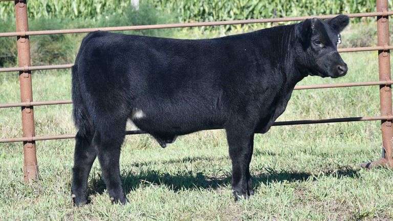 TAG 65 STEER