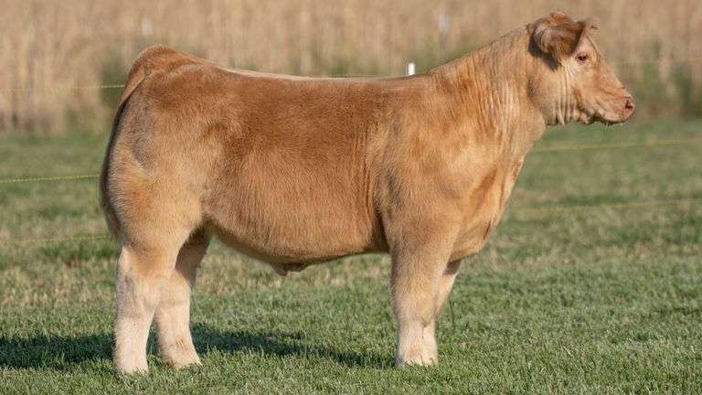 TAG 669 STEER